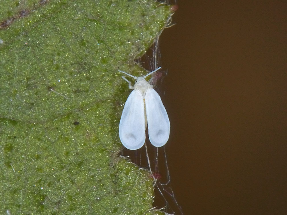 Aleyrodidae?